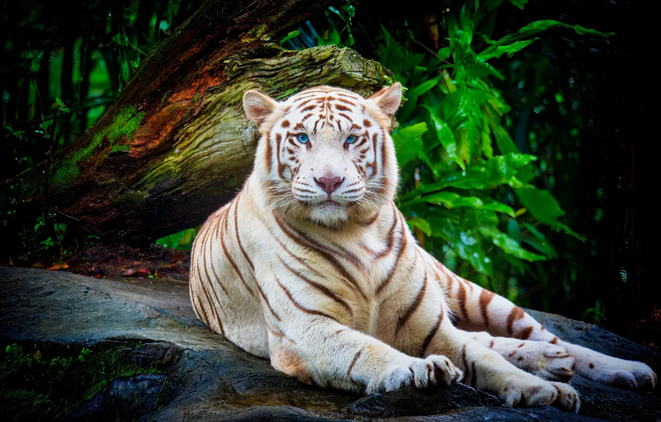 Фото обои белый, взгляд, морда, природа, тигр, поза, камни, листва