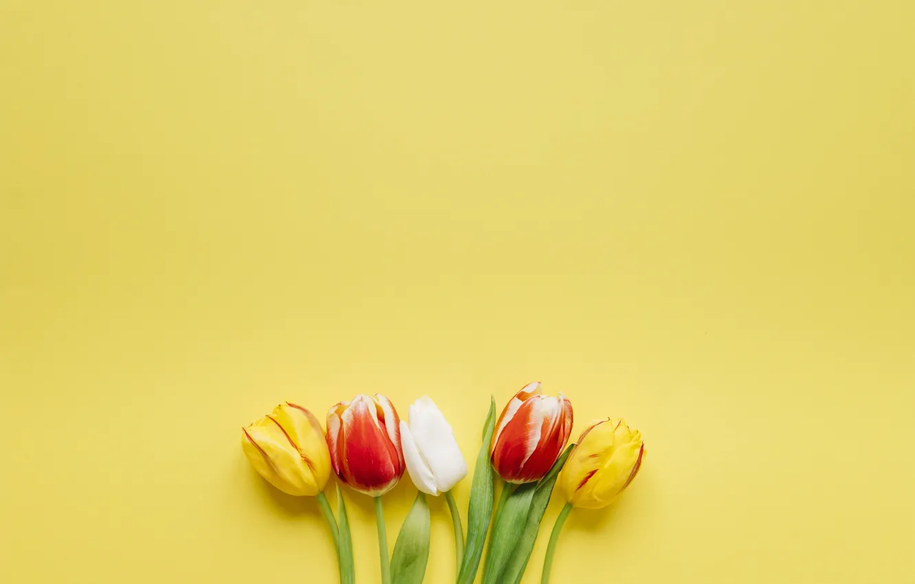 Фото обои Цветы, букет, Тюльпаны, желтый фон