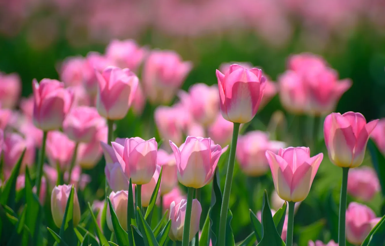Фото обои розовый, весна, тюльпаны, бутоны