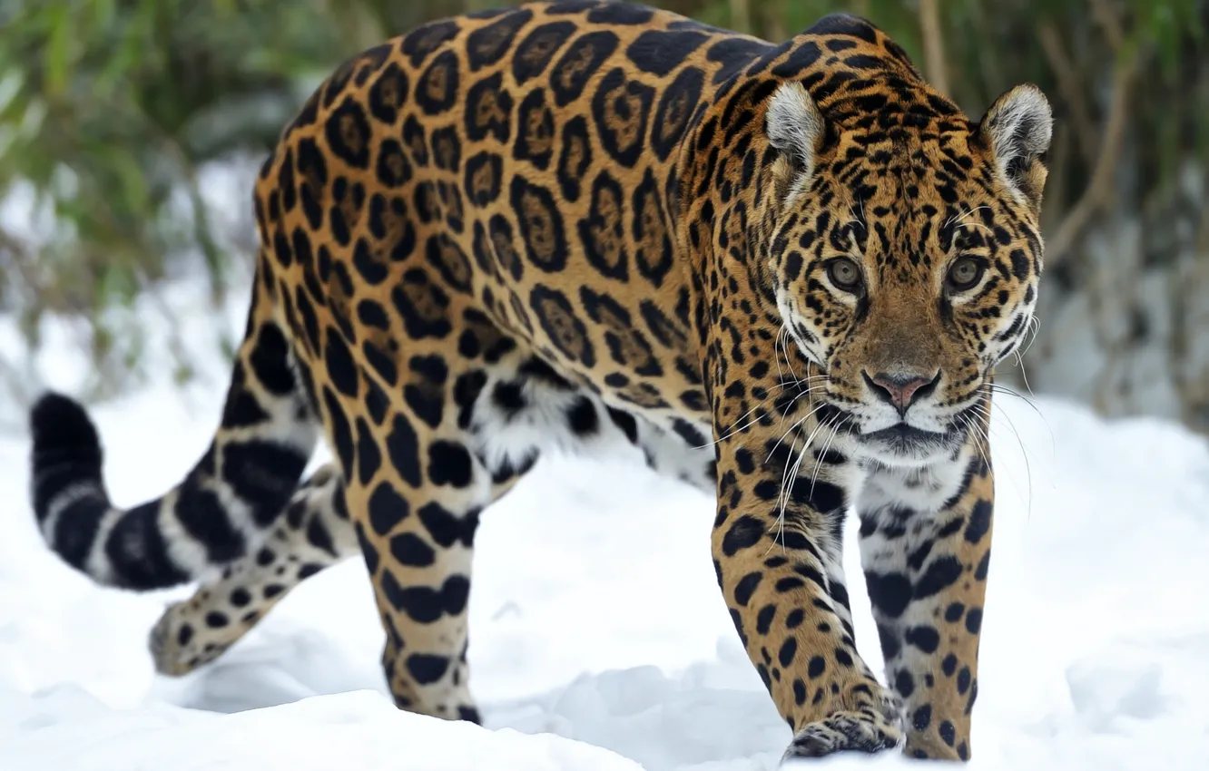 Фото обои взгляд, снег, хищник, ягуар