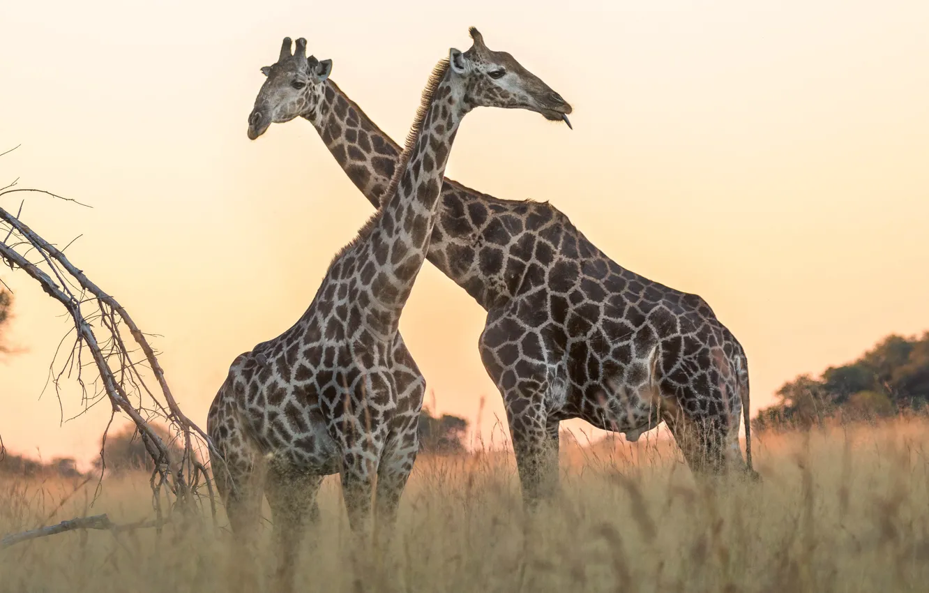 Фото обои поле, небо, трава, природа, жираф, пара, жирафы, саванна