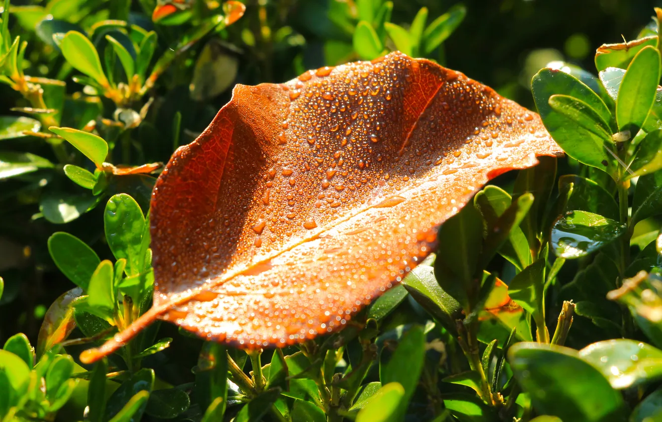 Фото обои autumn, drops, leaf, fall