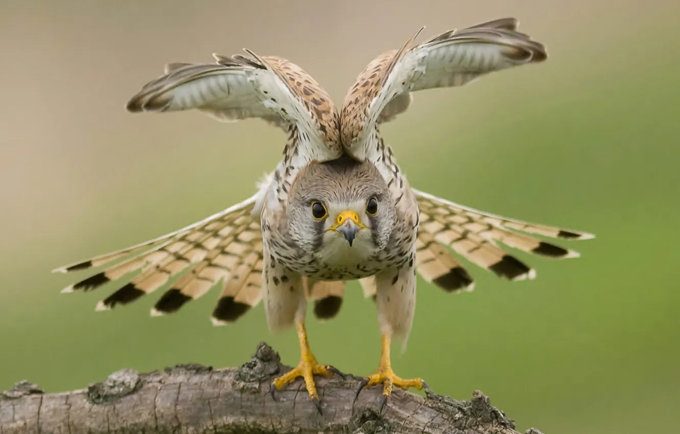 Фото обои природа, птица, крылья, ястреб