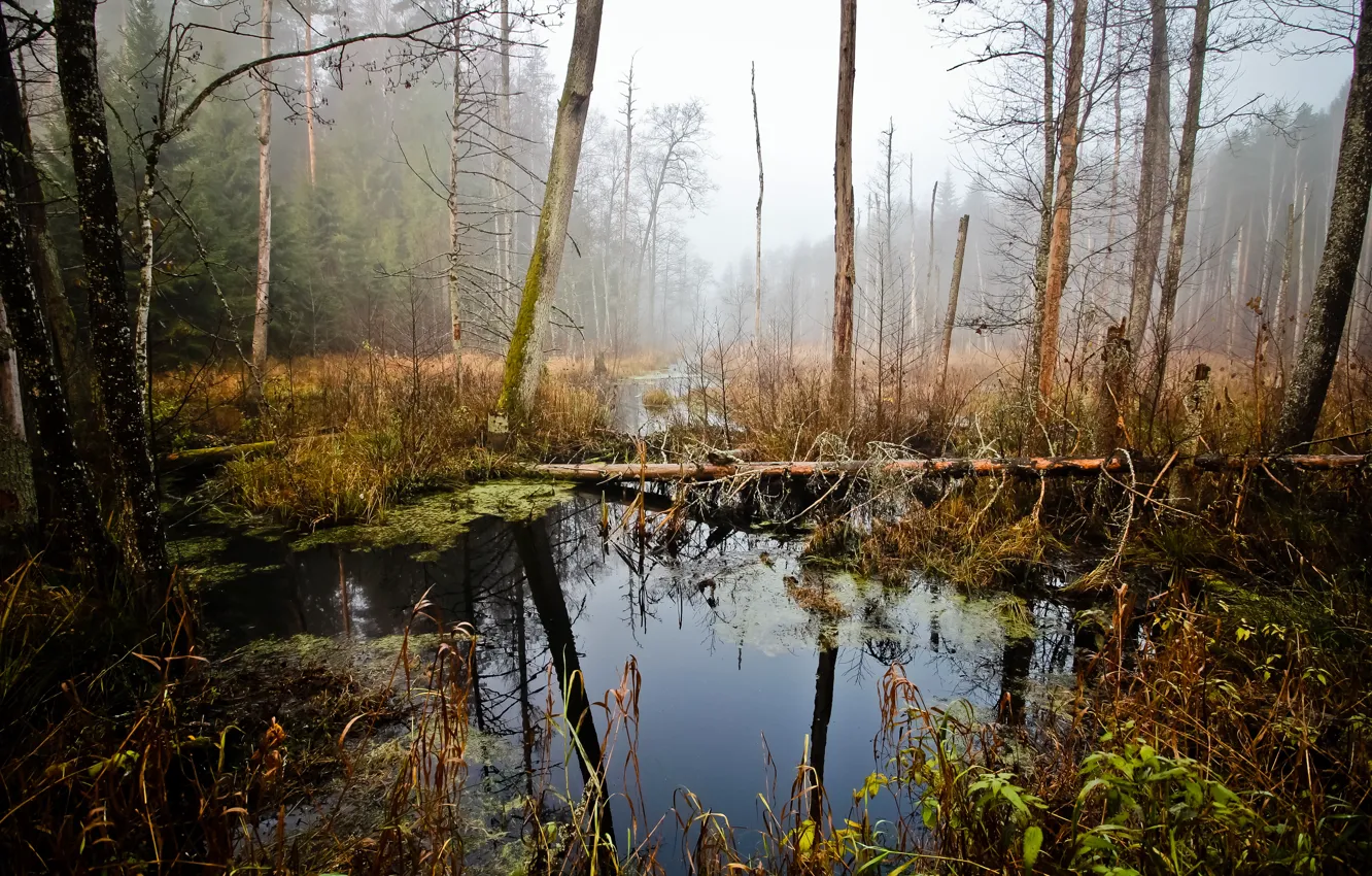 Фото обои болото, swamp, Belarus