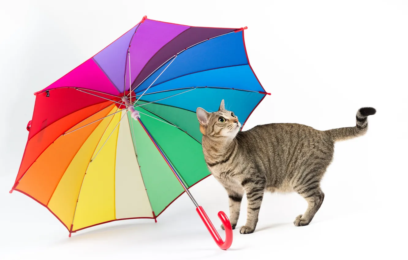 Фото обои кот, зонт, белый фон