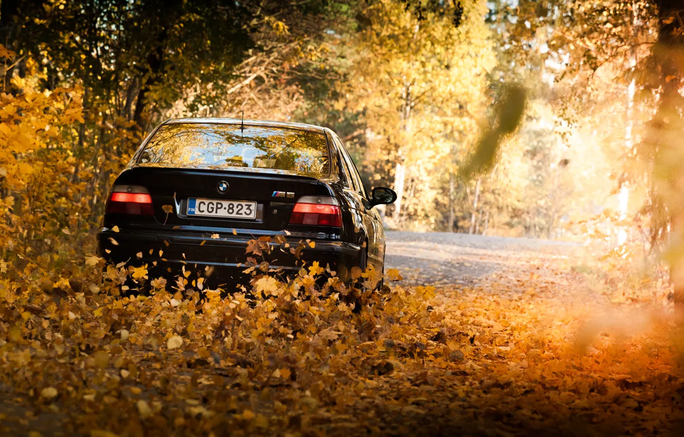 Фото обои листья, фары, BMW, БМВ, Black, E39, оcень