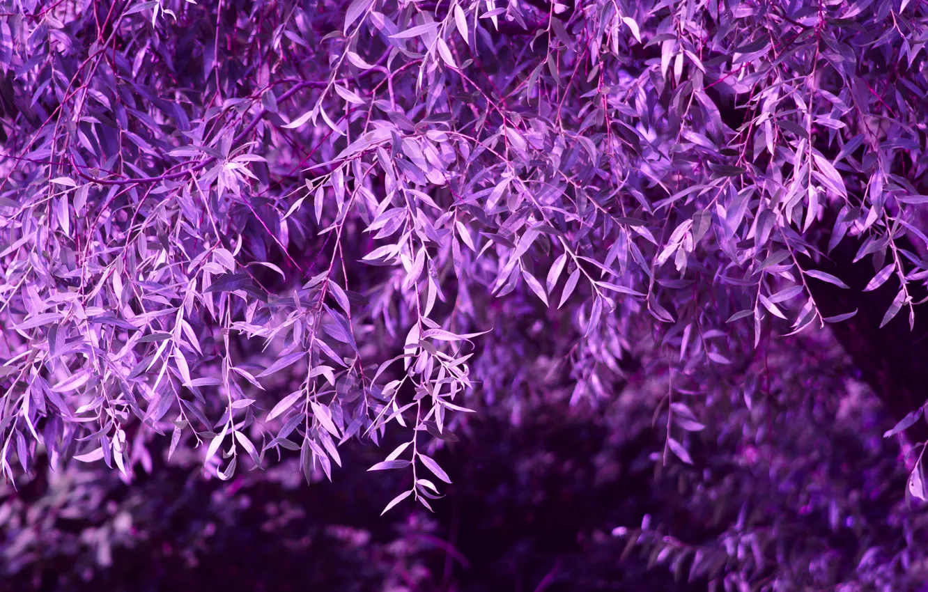 Фото обои фиолетовый, листва, Дерево