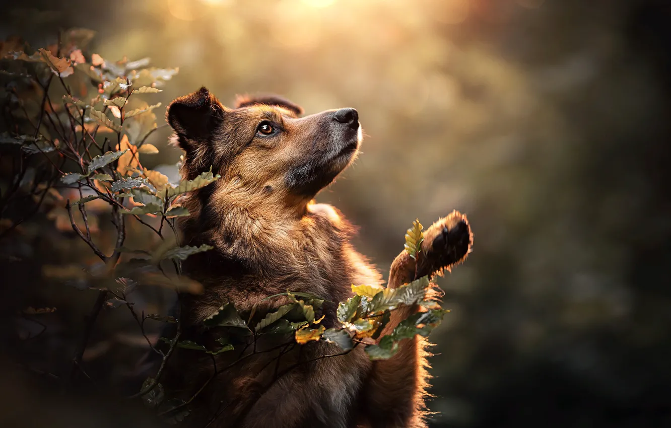 Фото обои листья, ветки, природа, поза, животное, собака, пёс