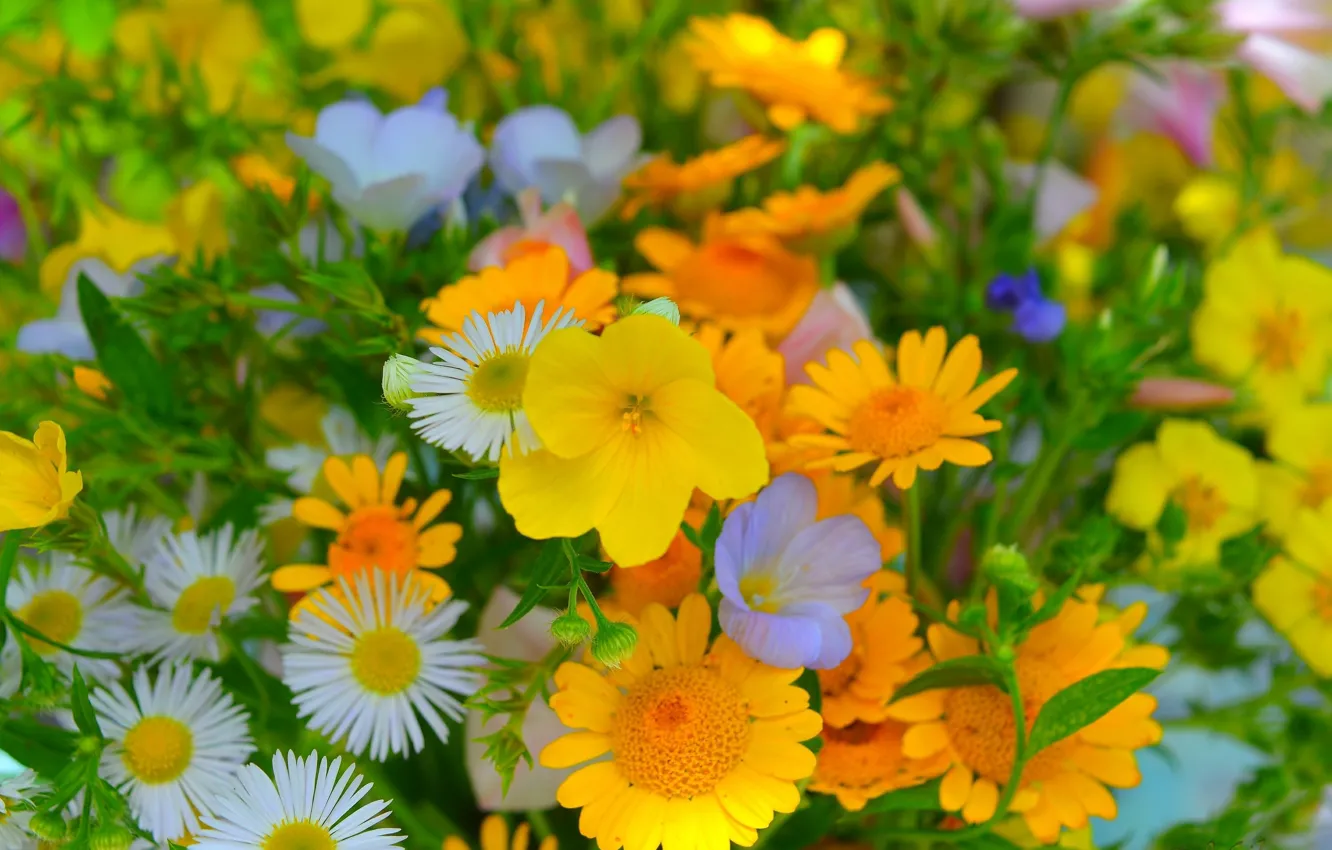 Фото обои Цветы, Желтые цветы, Yellow flowers