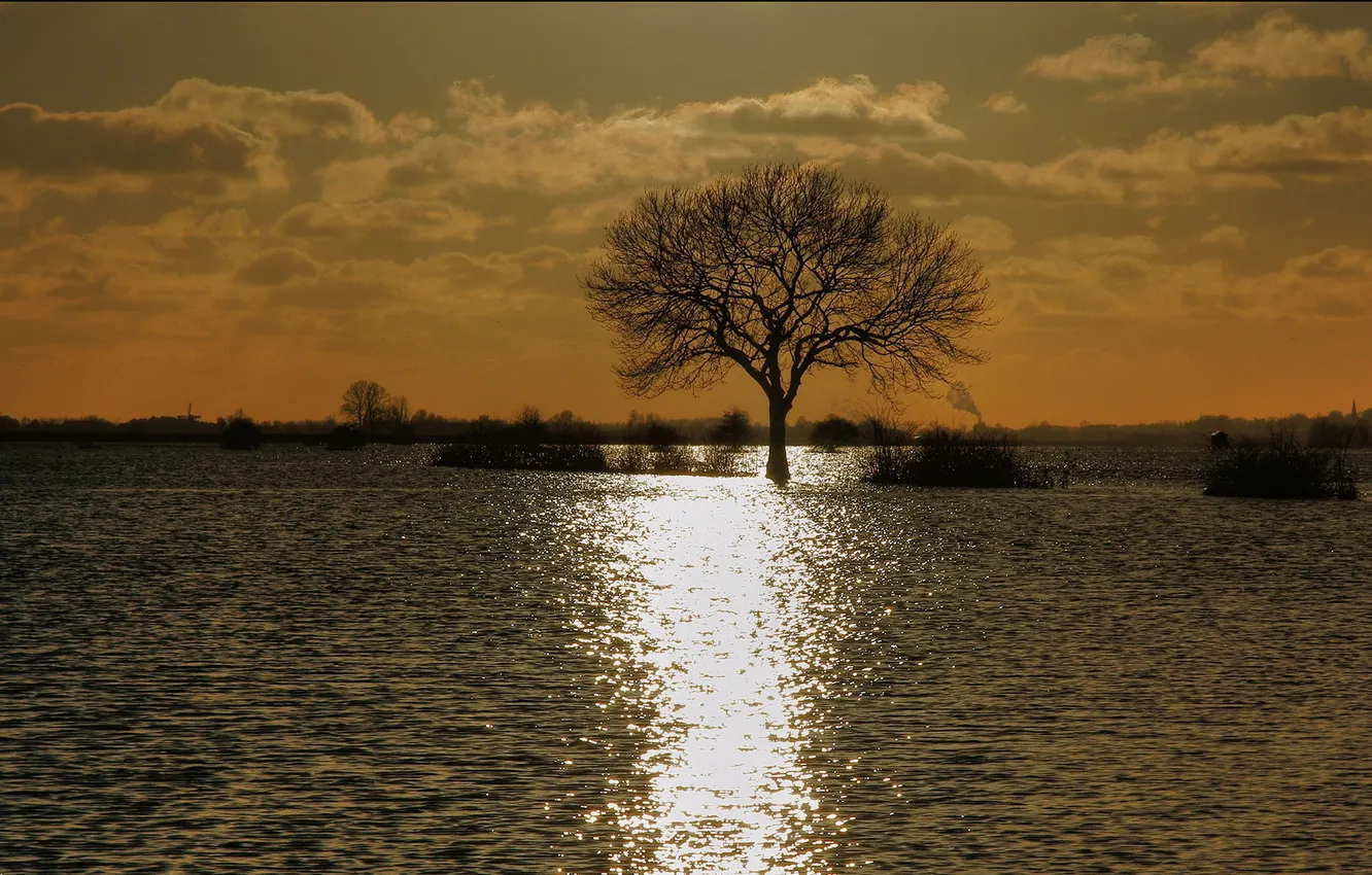 Фото обои вода, закат, природа, дерево, вечер, потоп