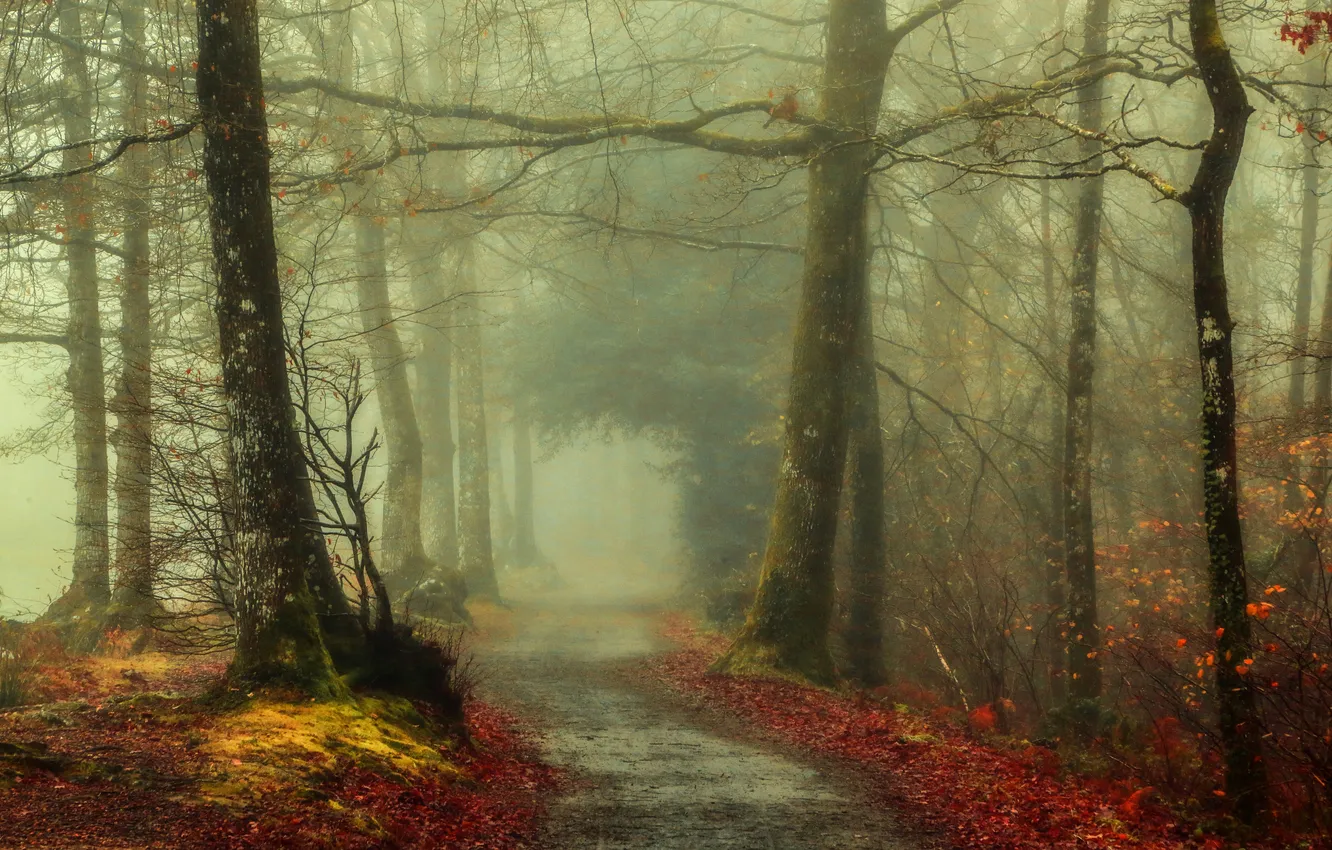 Фото обои осень, лес, листья, деревья, туман, путь