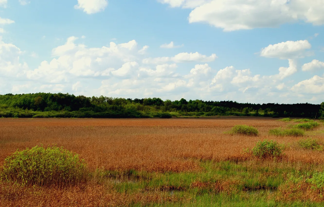 Фото обои поле, трава, облака, деревья, природа, сухая