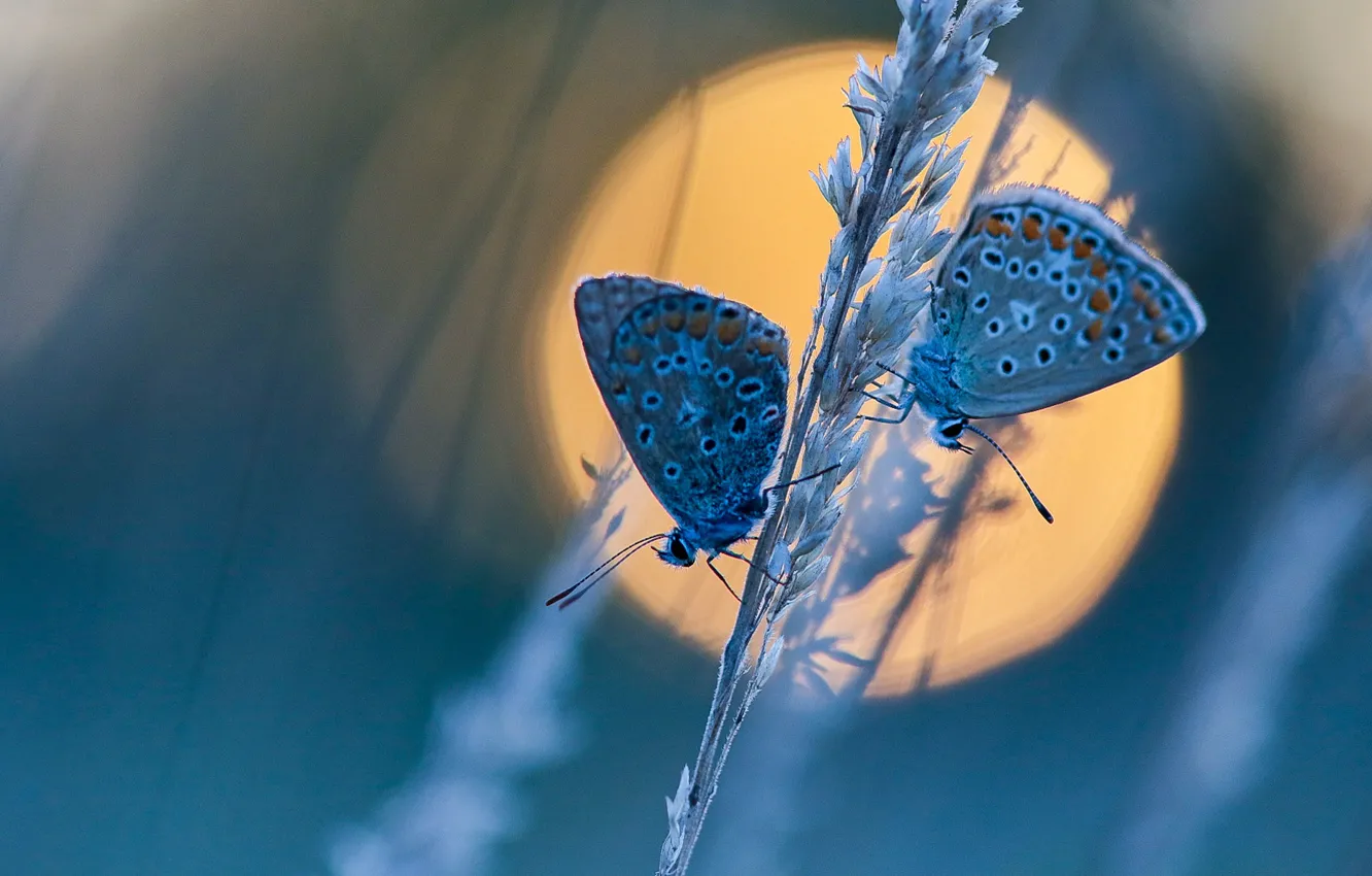 Фото обои солнце, макро, бабочки, парочка, травинка, Голубянка