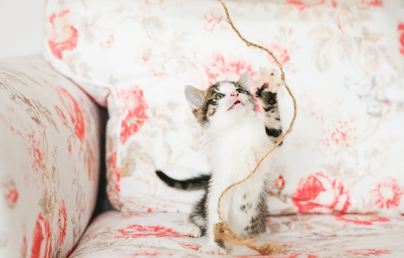 Фото обои кошка, взгляд, поза, котенок, диван, игра, лапки, веревка