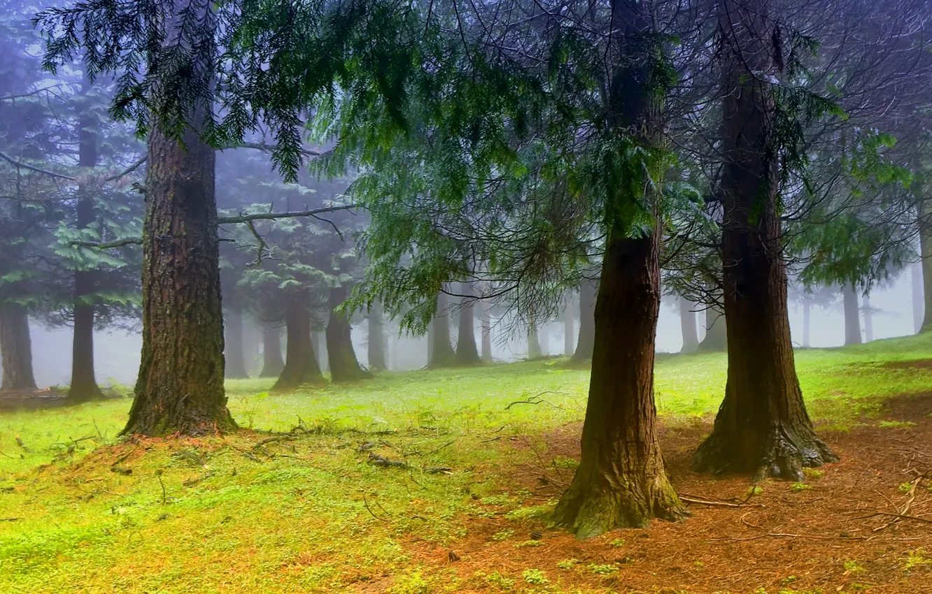 Фото обои деревья, туман, утро, Лес, дымка