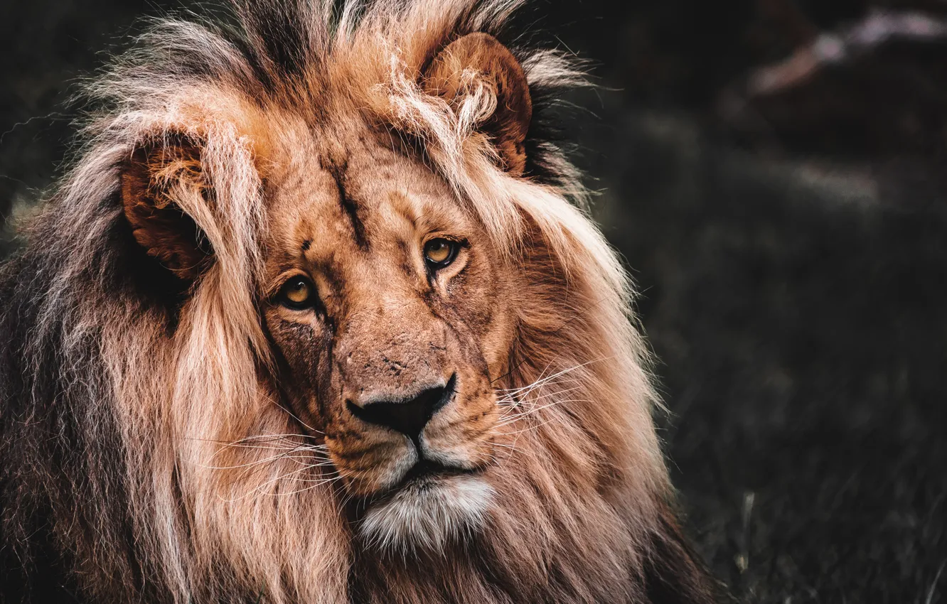 Фото обои lion, old, look