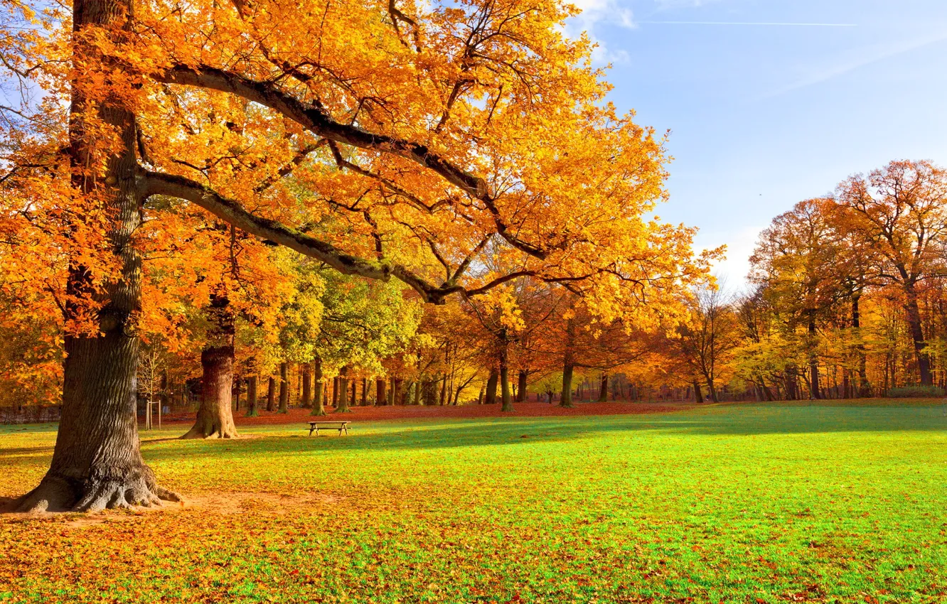 Фото обои осень, деревья, парк, листопад, скамья, краски осени
