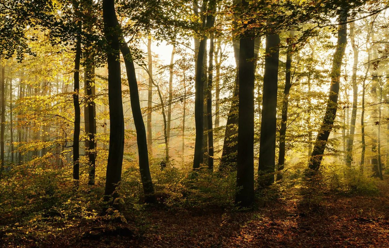 Фото обои осень, лес, солнце, лучи, свет, деревья, ветки, природа