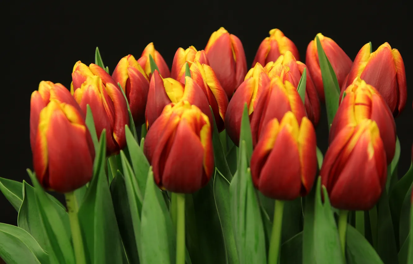 Фото обои темный фон, букет, тюльпаны, красные, бутоны, много, двухцветные, красно-желтые
