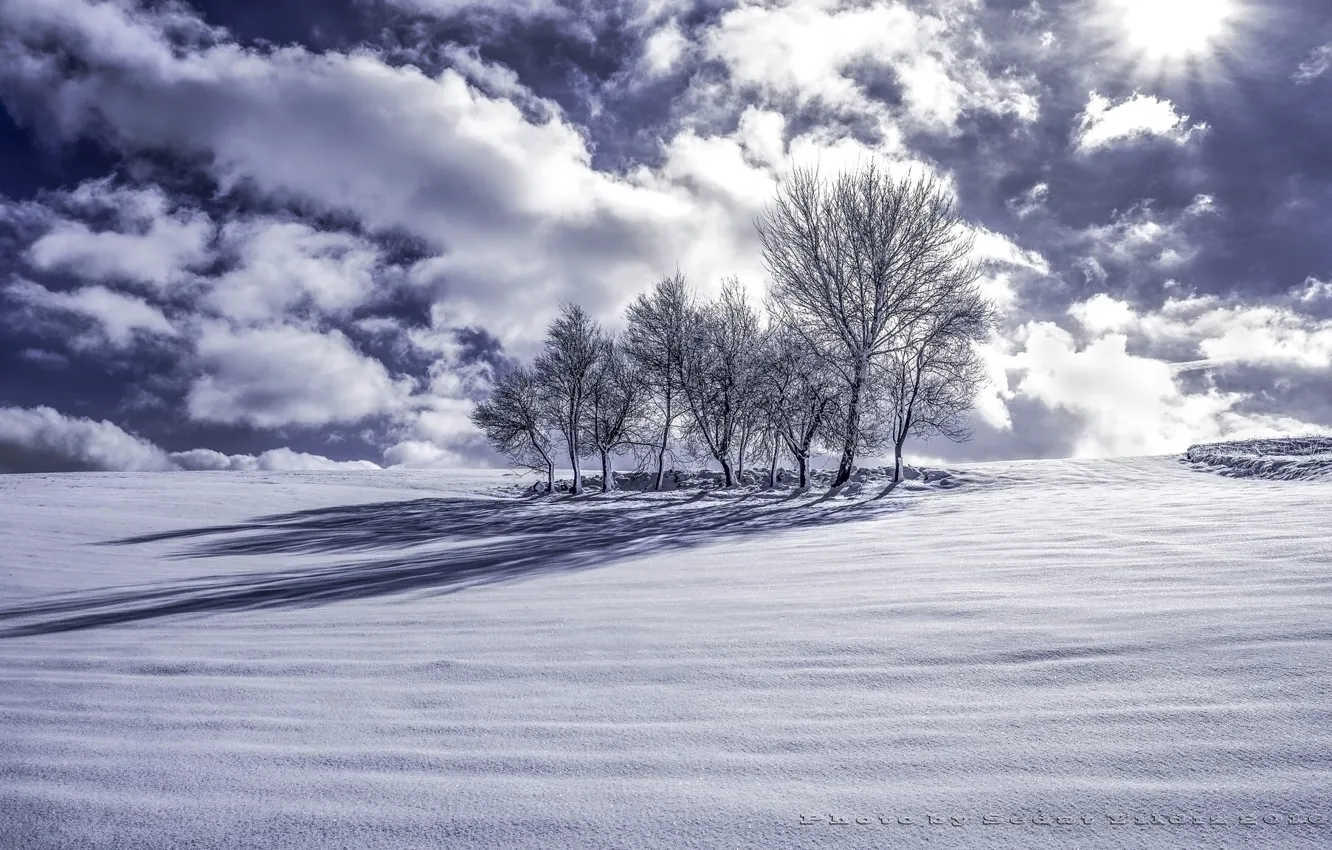 Фото обои зима, облака, снег, деревья