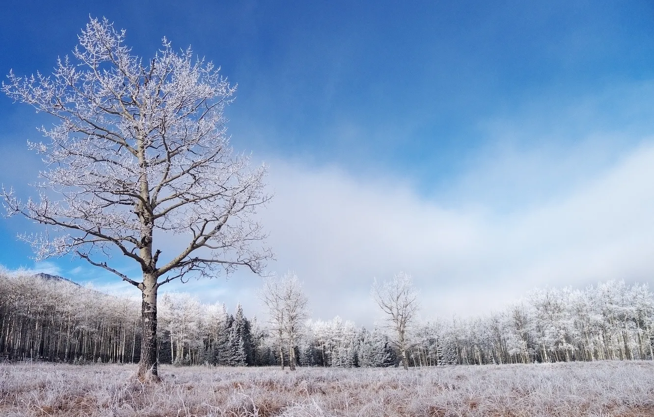 Фото обои зима, иней, лес, трава, дерево