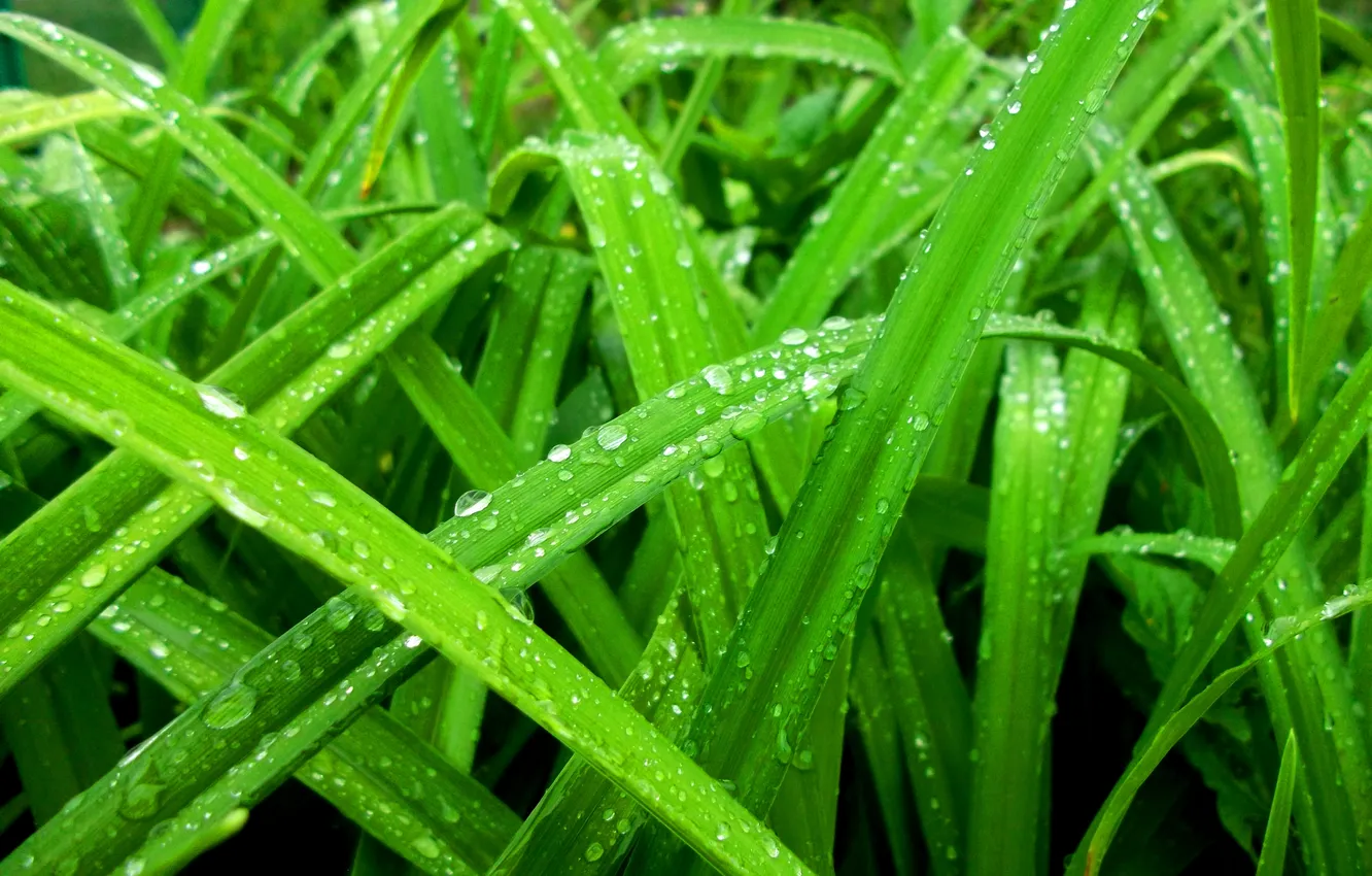 Фото обои зелень, трава, роса, Макро