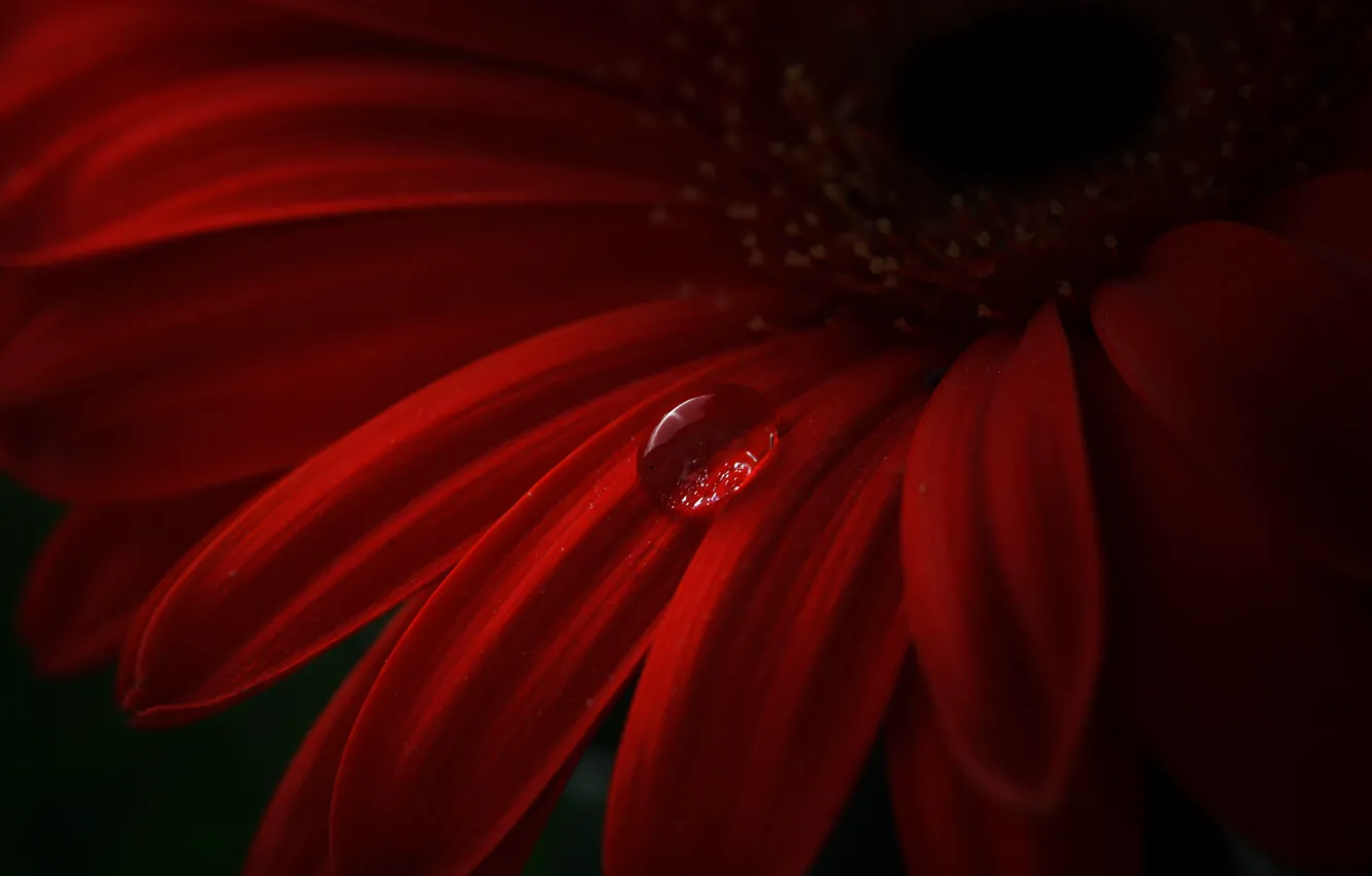 Фото обои цветок, красный, капля, лепестки, гербера