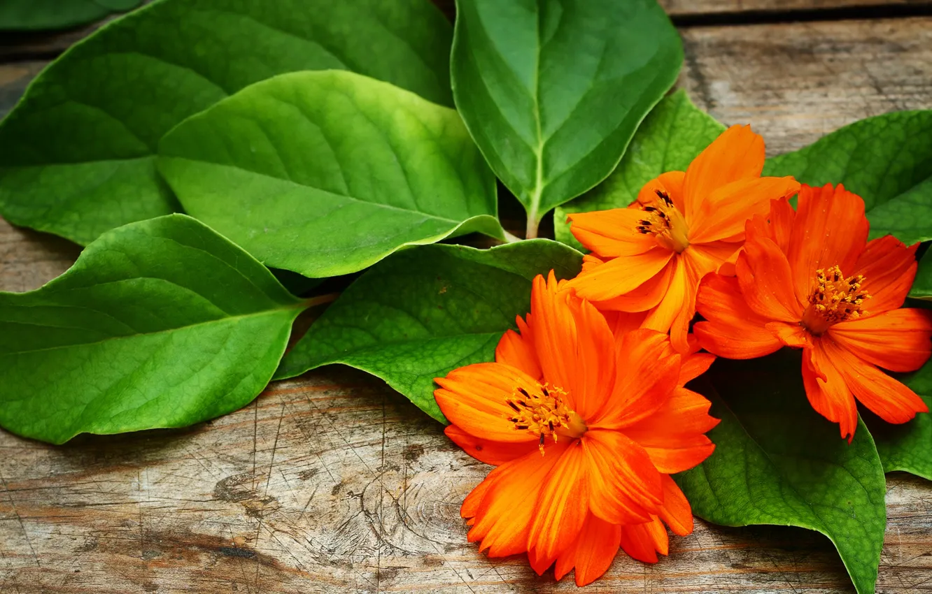 Фото обои листья, цветы, лепестки, оранжевые, космея