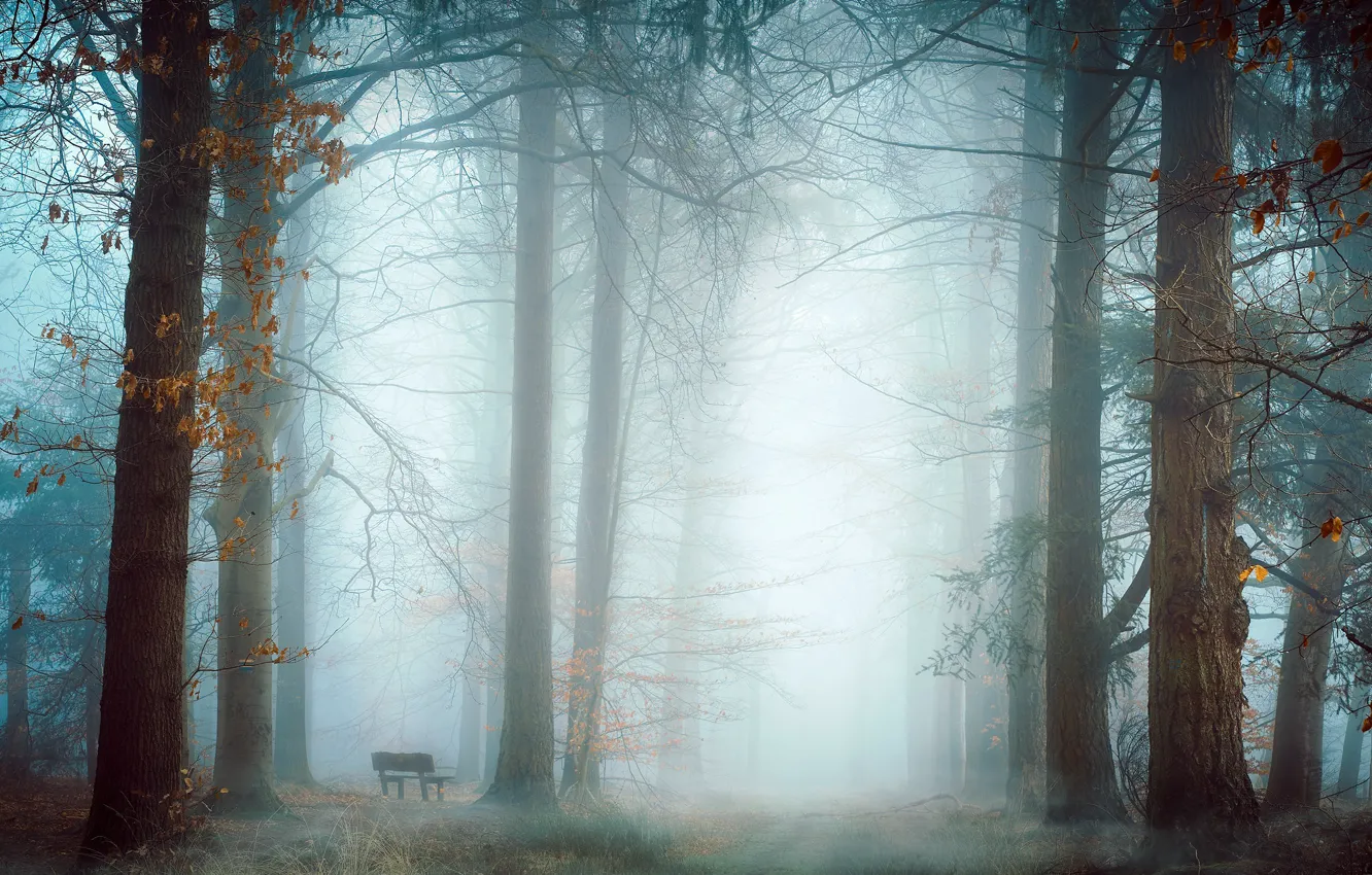 Фото обои природа, туман, парк, скамья