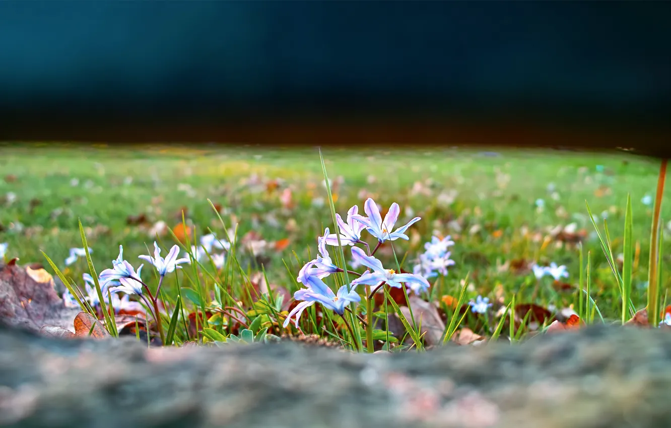 Фото обои трава, цветы, природа, поляна, фокус