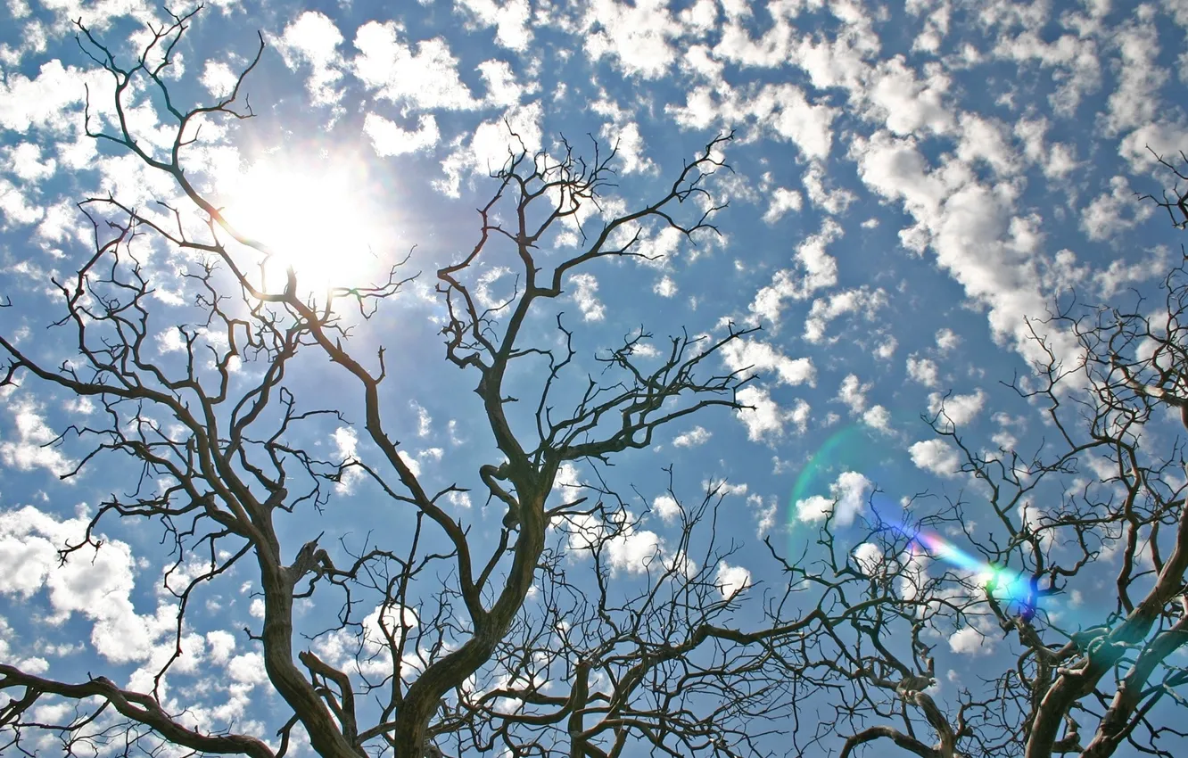 Фото обои небо, солнце, облака, деревья, Природа