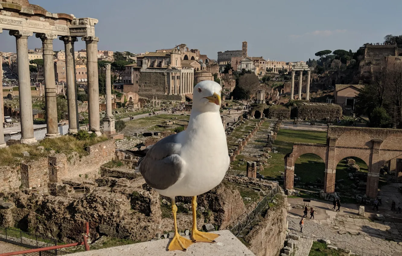 Фото обои Чайка, Рим, Италия, Italy, Rome, Римский форум, Roman Forum, Big seagull