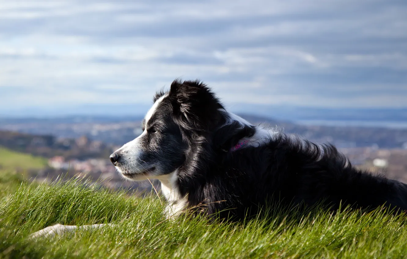 Фото обои небо, трава, собака