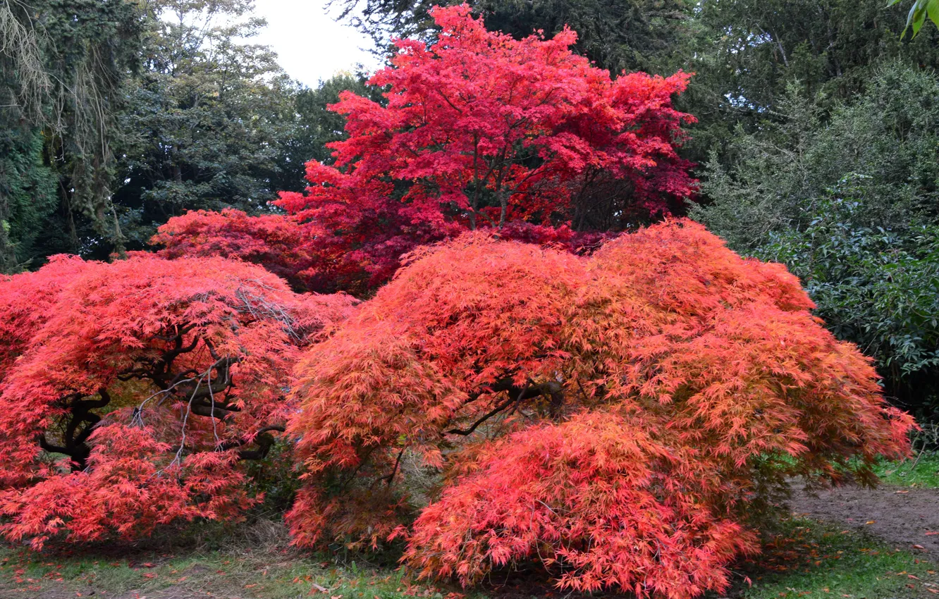 Фото обои осень, деревья, парк, Великобритания, кусты, Arboretum, Westonbirt