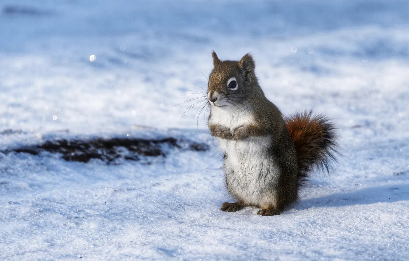 Фото обои зима, взгляд, снег, природа, поза, серый, тень, белка