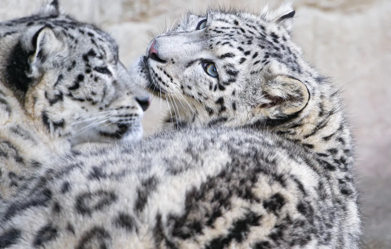 Фото обои кошка, взгляд, котенок, ирбис, снежный барс, ©Tambako The Jaguar