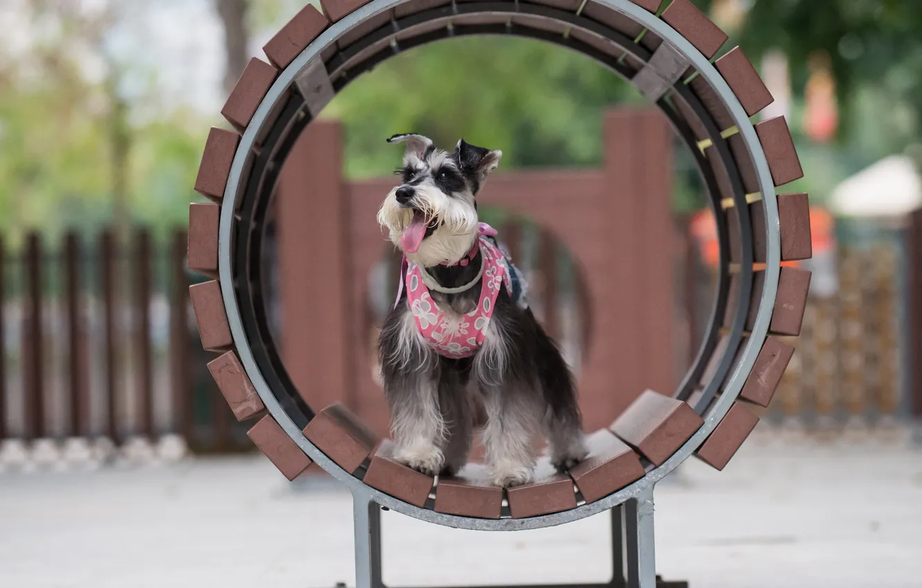 Фото обои взгляд, друг, собака