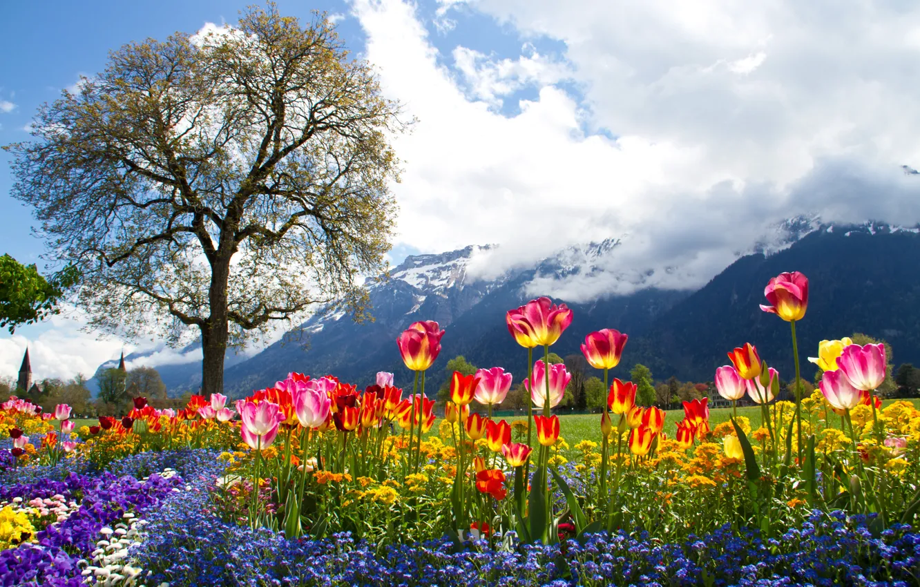 Фото обои облака, цветы, горы, дерево, Альпы, тюльпаны, Alps, петунья