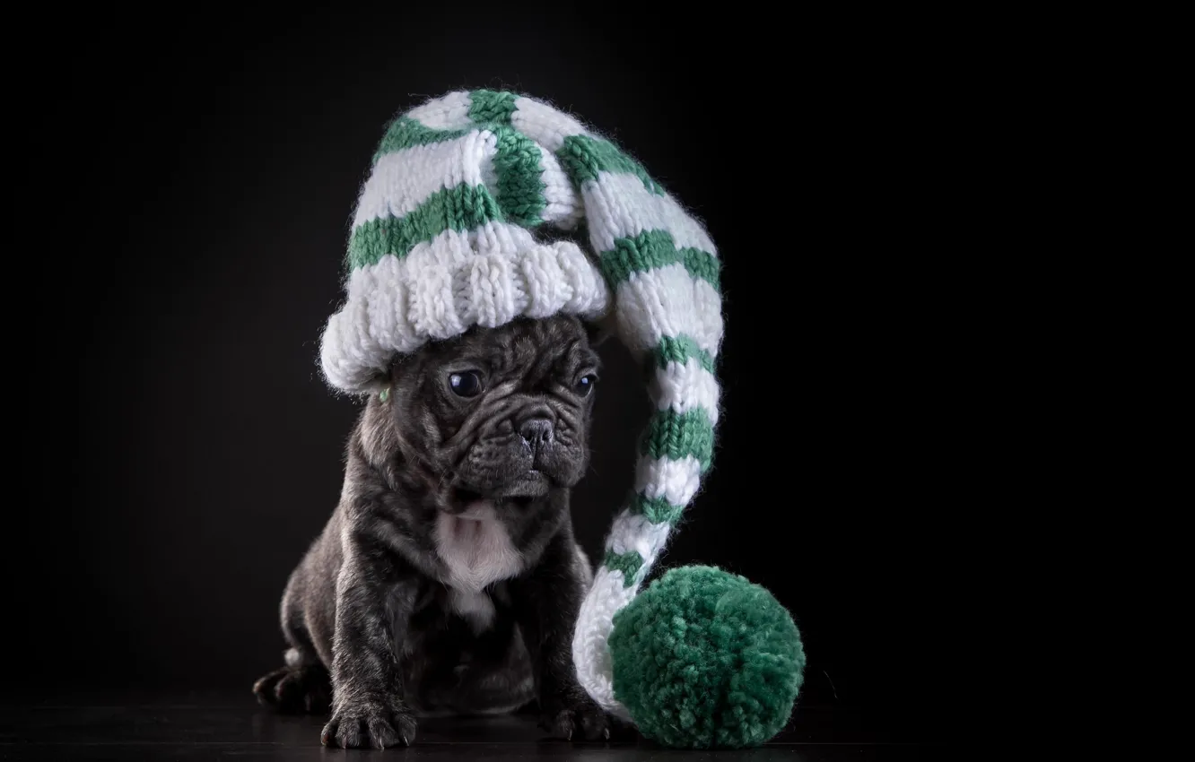 Фото обои шапка, собака, щенок, французский бульдог