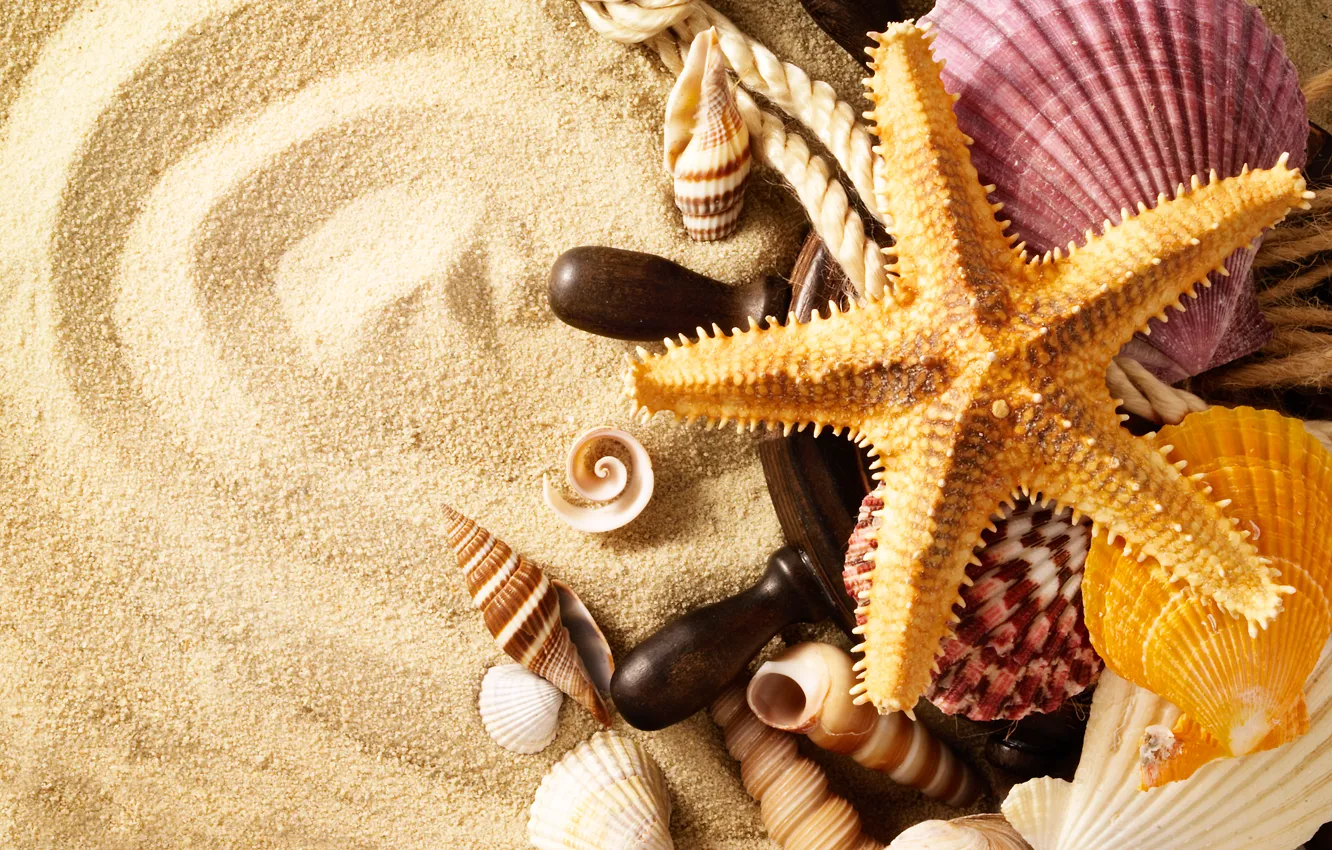 Фото обои песок, лето, канат, ракушки, морская звезда