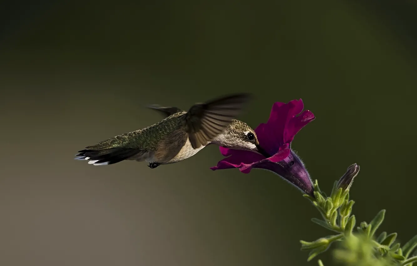 Фото обои цветок, макро, птица, колибри, петуния