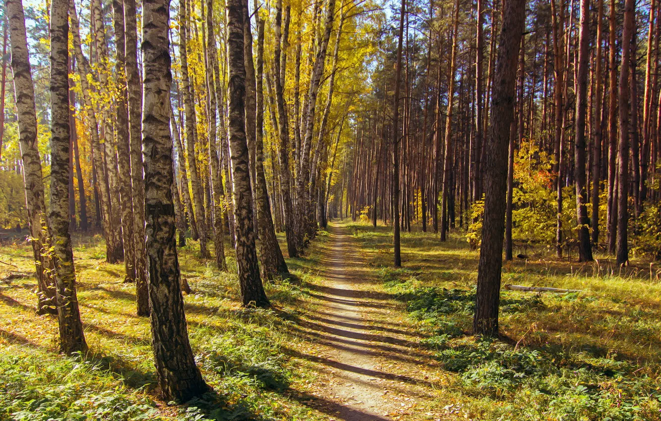 Фото обои лес, пейзаж, природа