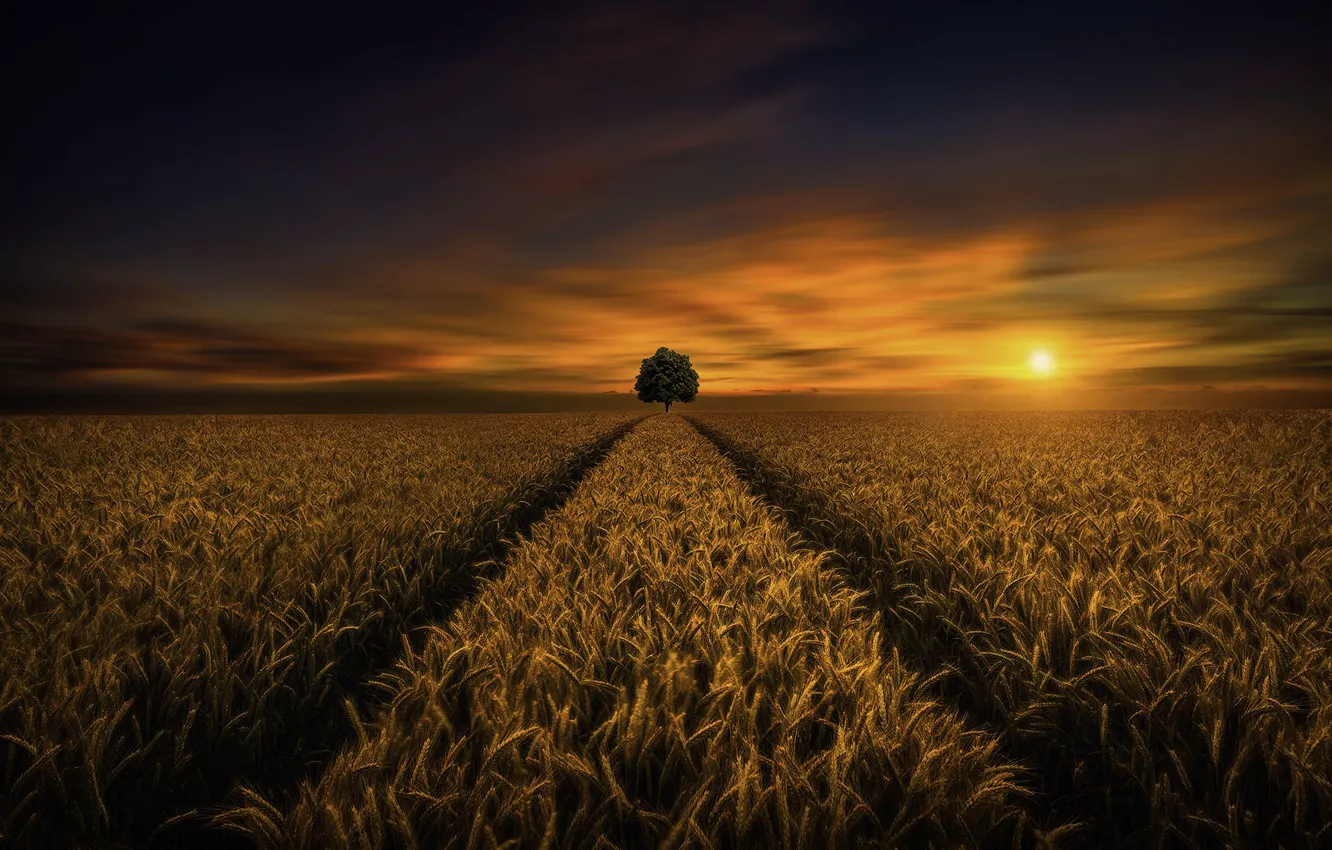 Фото обои пшеница, поле, закат, дерево, Saydani Hmetosche