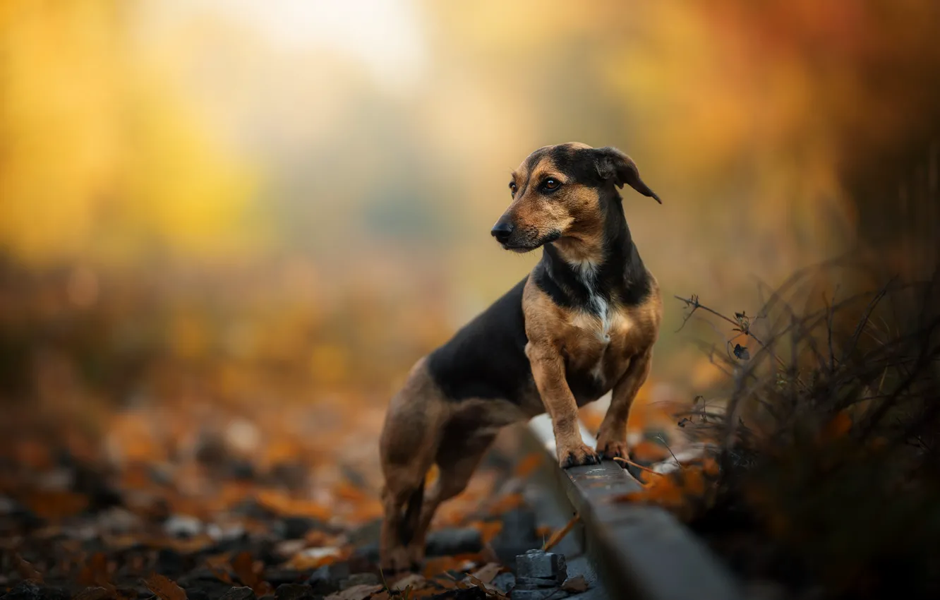 Фото обои осень, рельсы, собака, боке, Такса