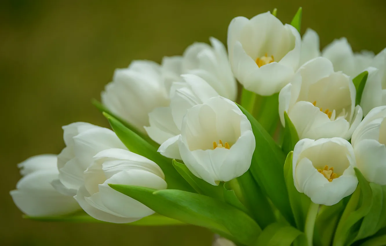 Фото обои нежность, букет, тюльпаны, белые