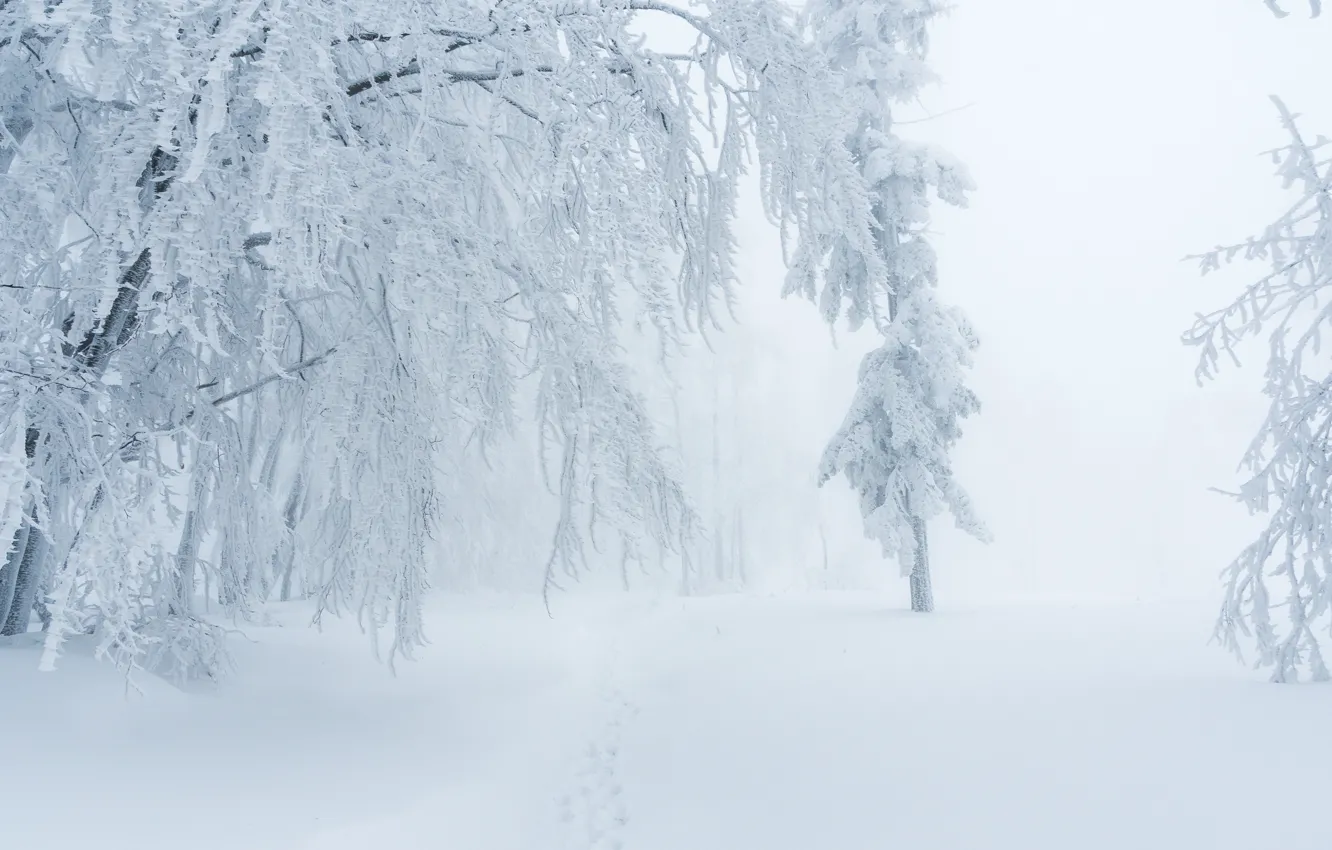 Фото обои зима, снег, туман