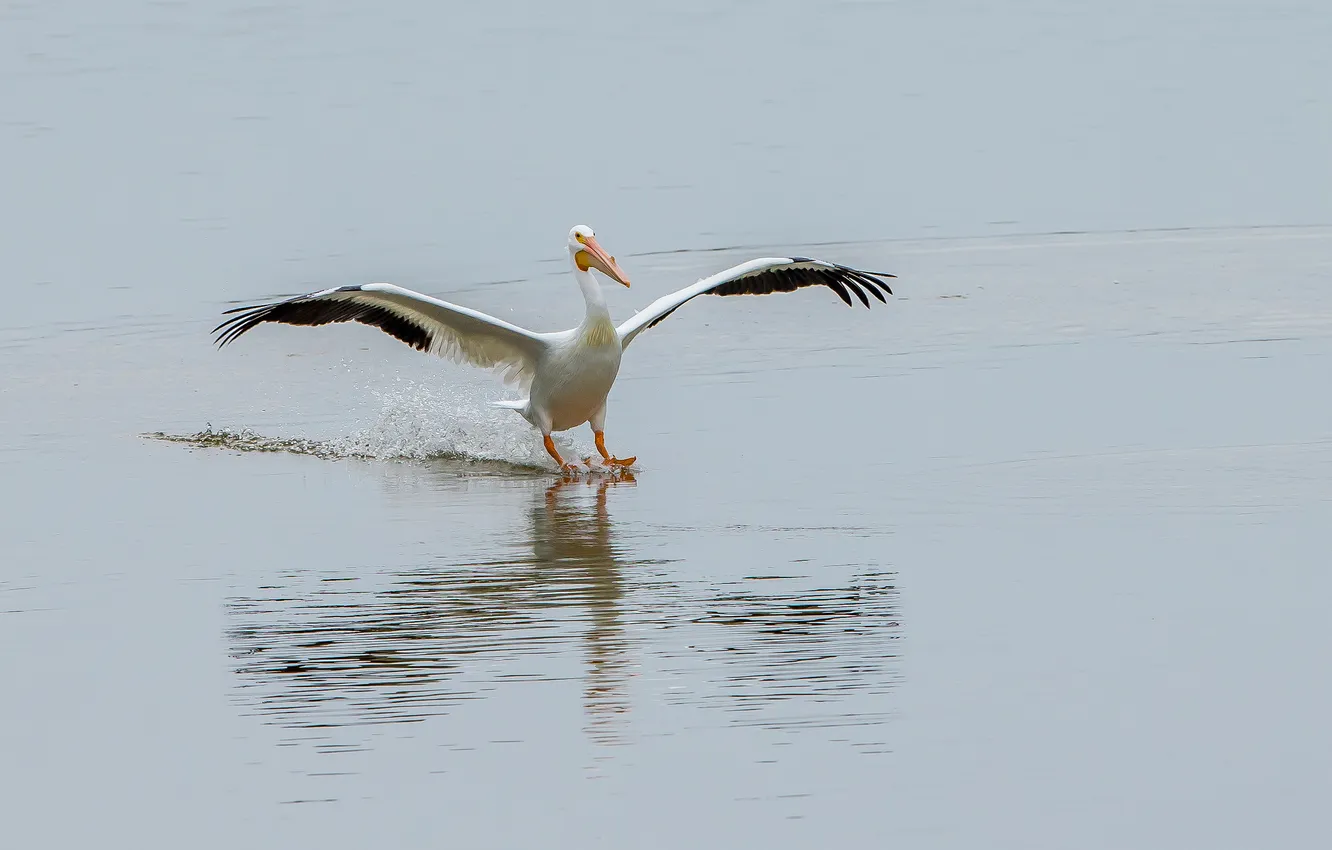 Фото обои вода, птица, крылья, клюв, посадка, пеликан