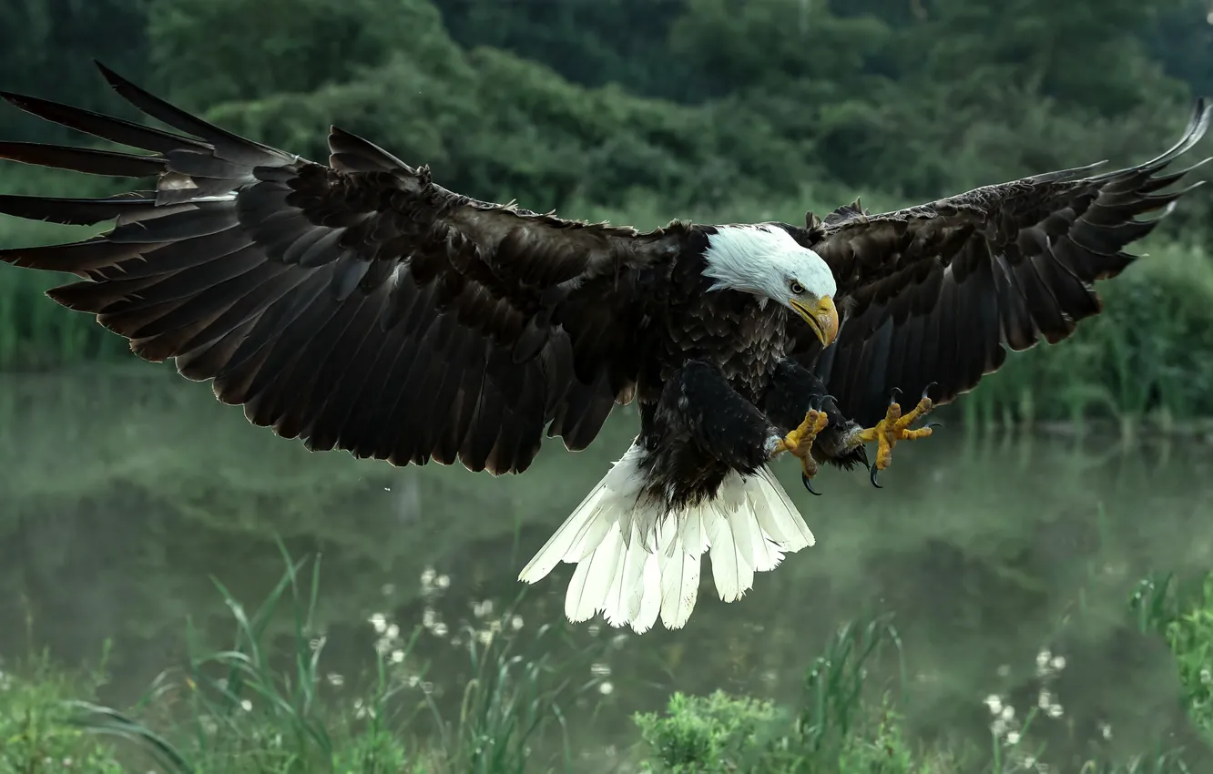 Фото обои птица, крылья, хищник, ястреб, Белоголовый орлан