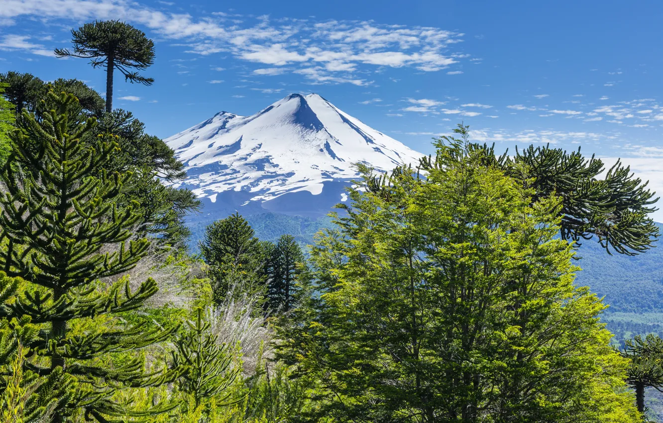 Фото обои Небо, Природа, Горы, Ель, Пейзаж, Чили, Conguillio National Park, Парки