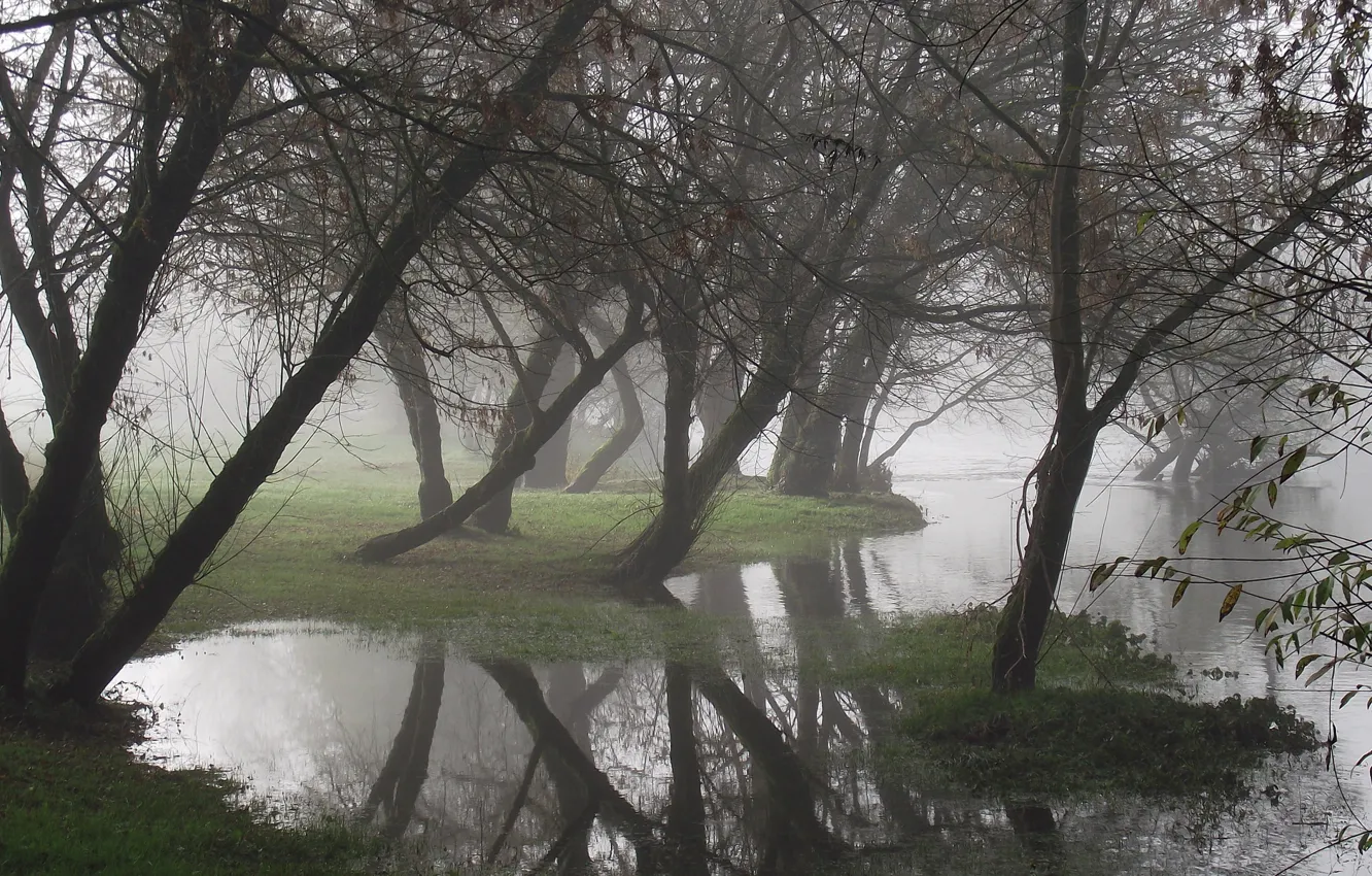 Фото обои вода, деревья, туман, отражение